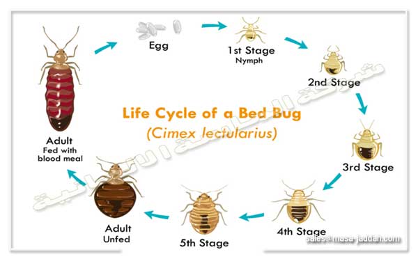 دورة حياة حشرة بق الفراش